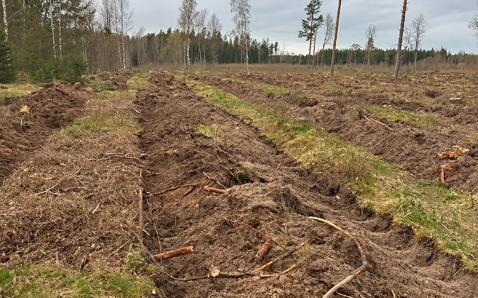 Cirsma ar sagatavotu augsni un atstātām priedēm